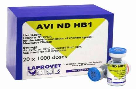 AVI ND HB1+IB!