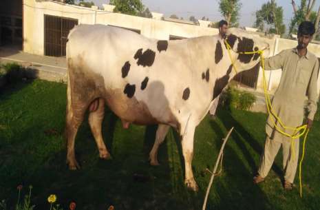 Cattle cross breed semen!