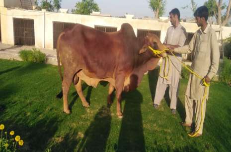 Cattle Sahiwal Semen!