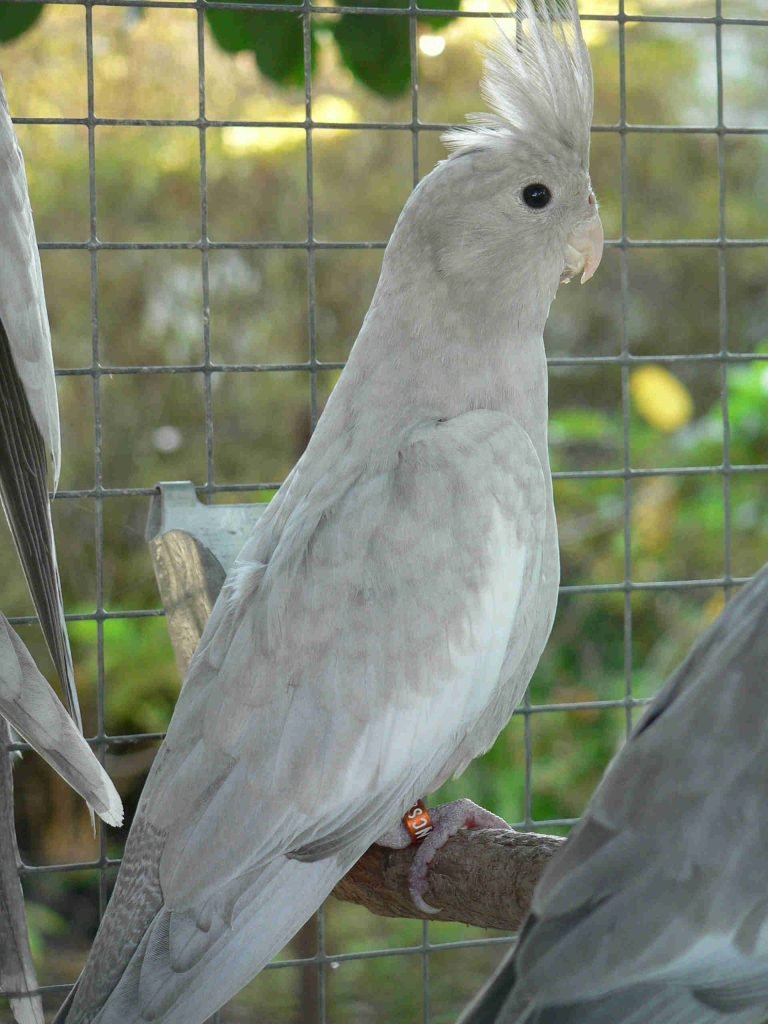 Emerald cockatiel sales